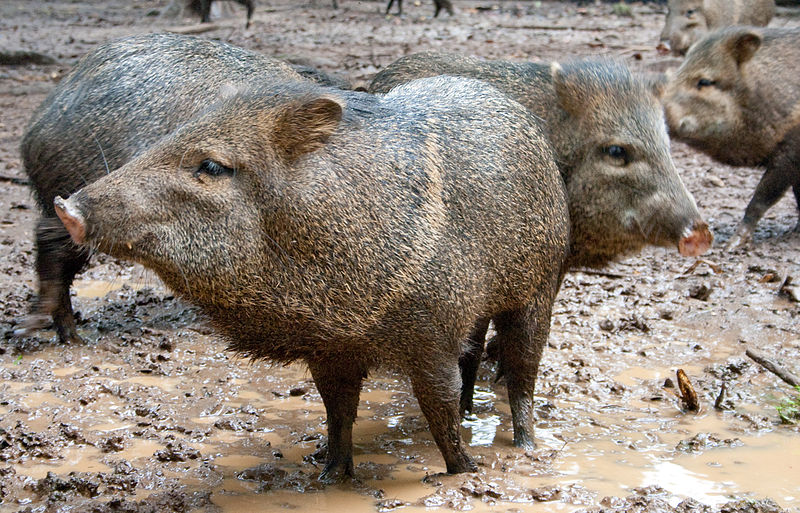 Collared Peccaries